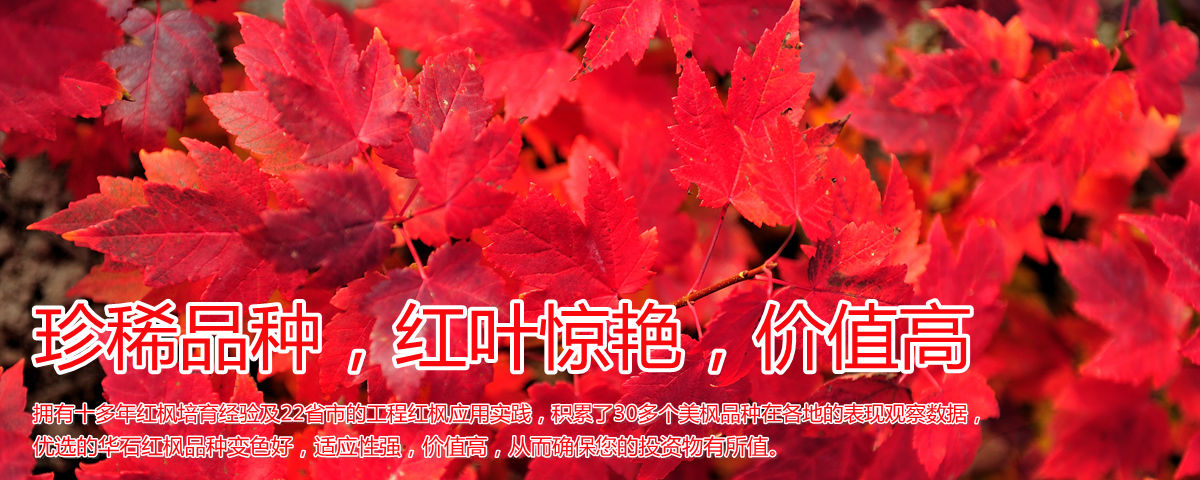 美國紅楓變色驚艷、品種稀缺、價值高