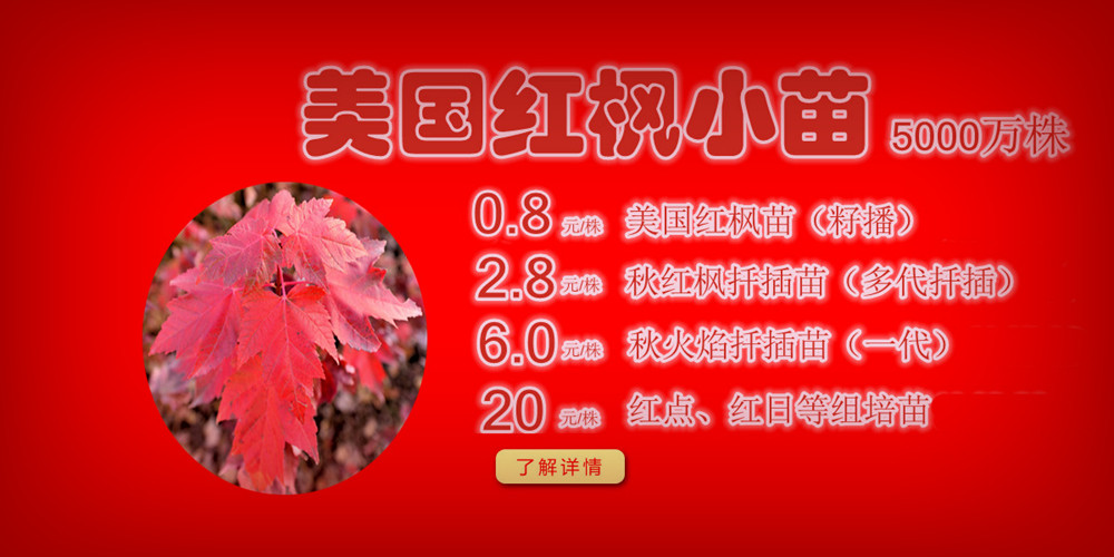 夕陽(yáng)紅、十月光輝、紅點(diǎn)紅楓、美國(guó)紅楓小苗質(zhì)佳價(jià)平回饋廣大客戶，接受2017-2018季苗預(yù)定！