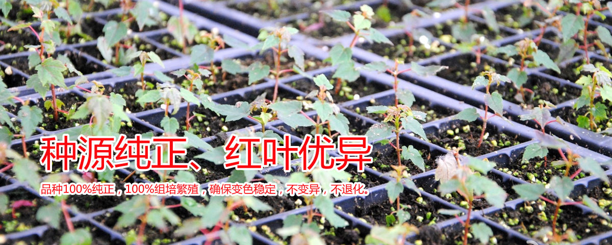 美國紅楓種源純正、表現優異